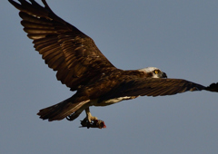 ミサゴ　１１/１８❷