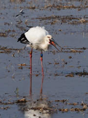 コウノトリ　２/２０❷