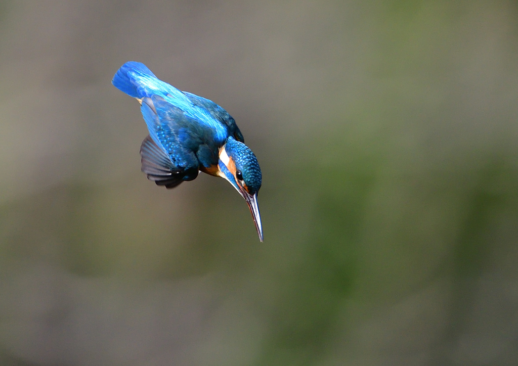 急降下　４/２１