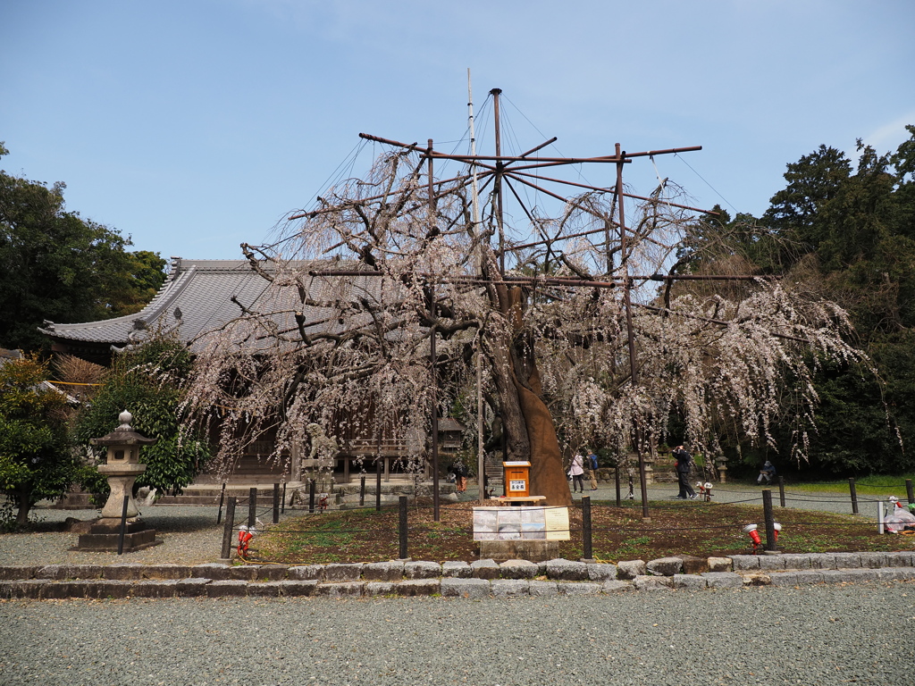 樹齢３００年　３/２０