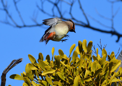 ヒレンジャク　２/１１❸