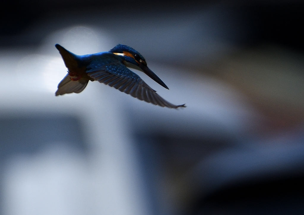 ホバ　４/１５❶