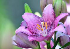 ゆり園　６/２０❼