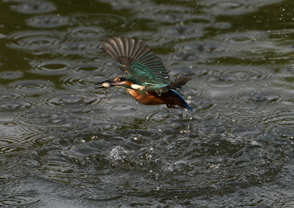 幼鳥、奮闘する　６/１４❸