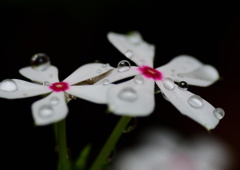 日日草　７/３０