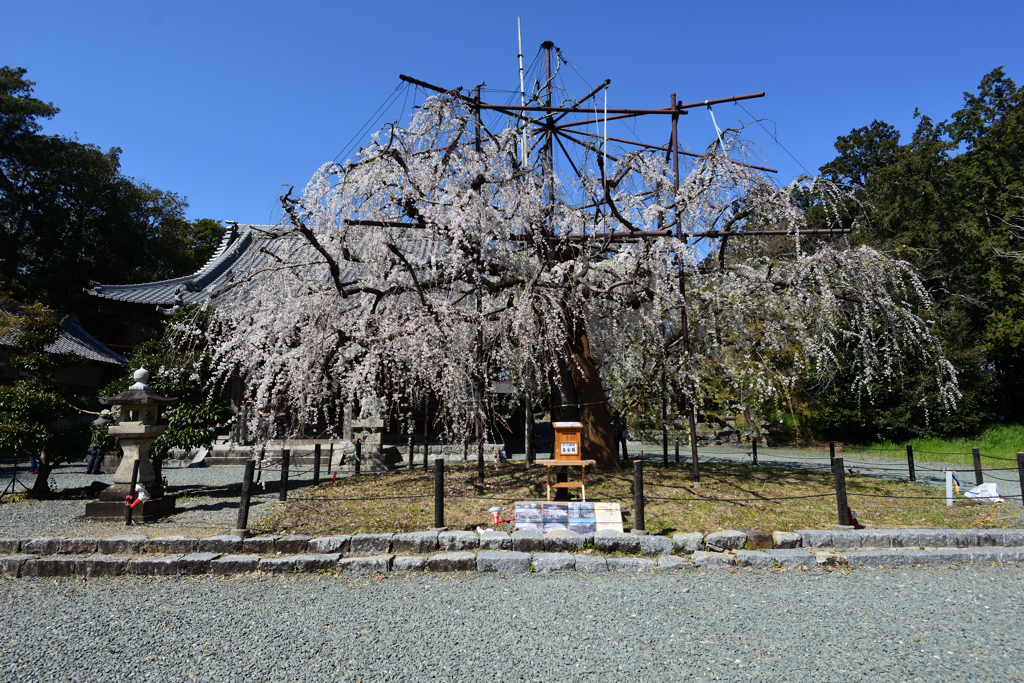 神社のしだれ桜　３/２５❶