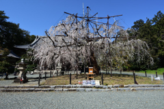 神社のしだれ桜　３/２５❶