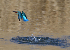 ダイブ　２/２７❶