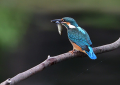 いつもの公園　若鳥６/１５❹