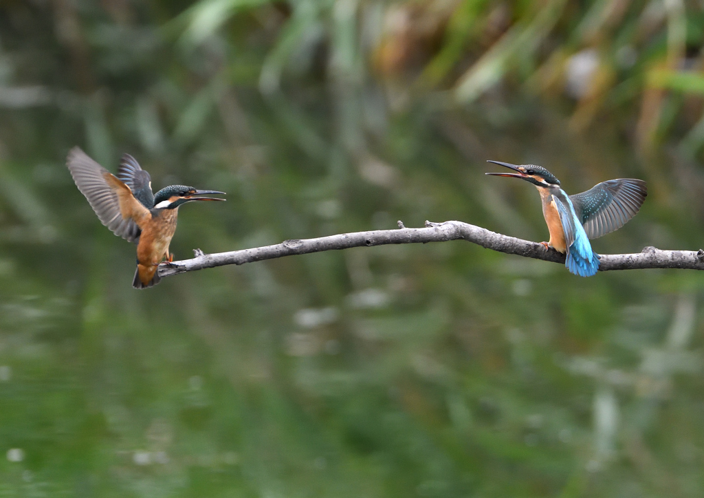 2羽の若鳥　７/９❷