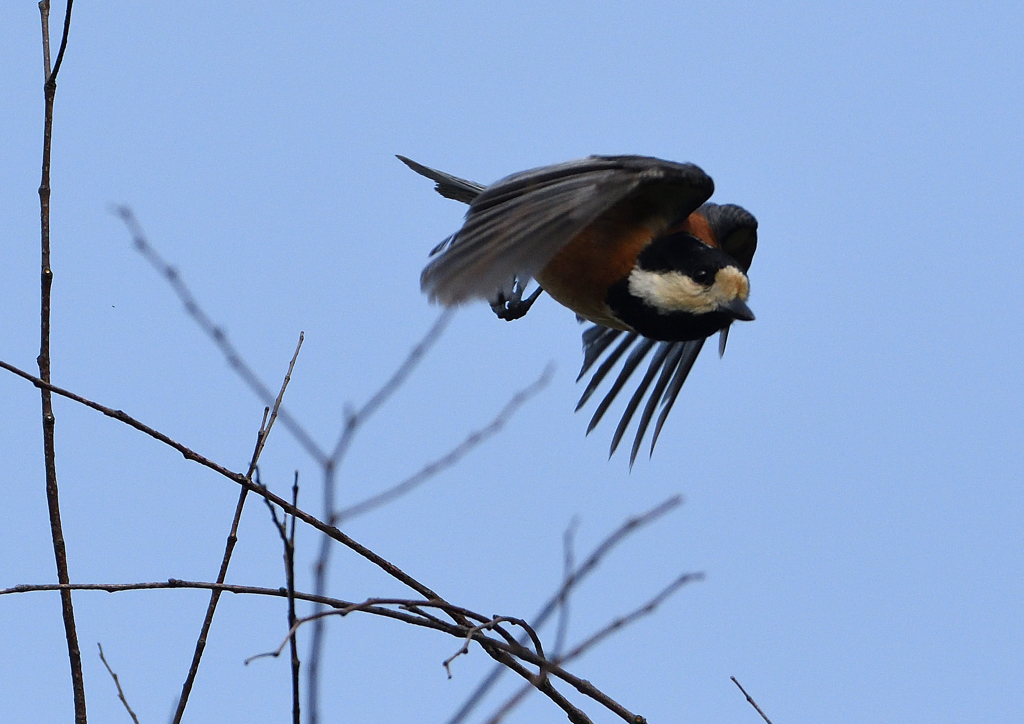 ヤマガラ　５/１３