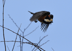 ヤマガラ　５/１３