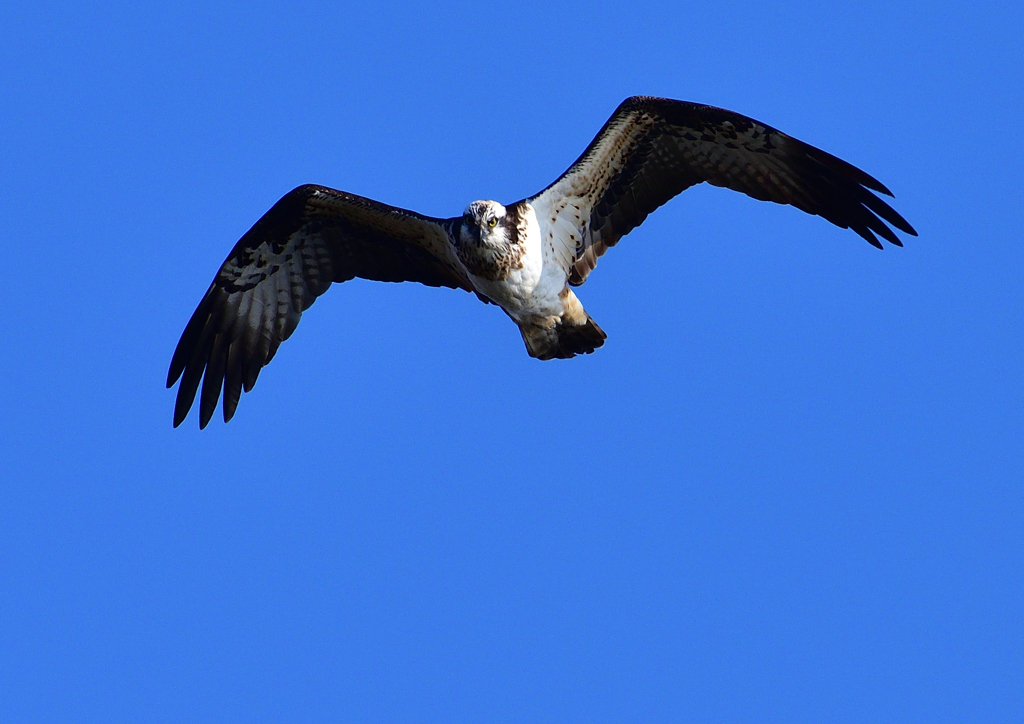 飛翔（ミサゴ）１/１３❶