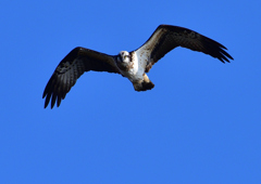 飛翔（ミサゴ）１/１３❶