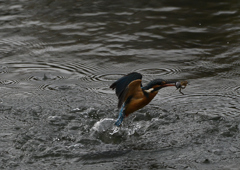 ザリガニを・・・❶