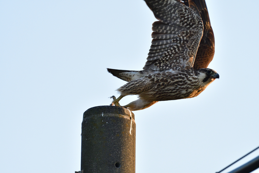 ハヤブサ（幼鳥）　３/１３❸