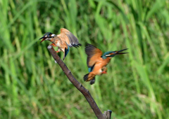 バトル　８/１０