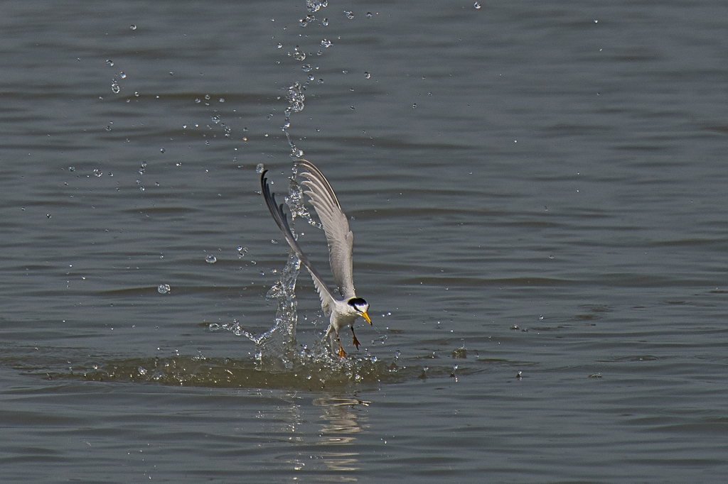 コアジサシ　５/８❶