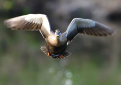 カルガモ　５/５❷