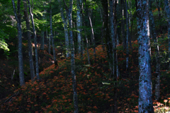 オオキツネノカミソリ　８/１５❶