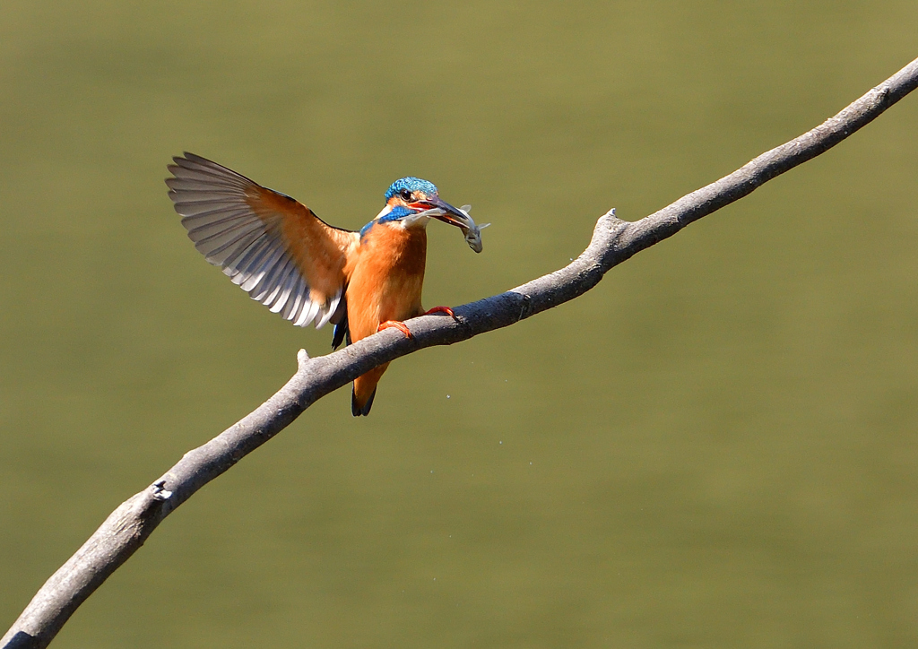 魚を・・・・　４/１０❺