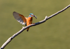 魚を・・・・　４/１０❺