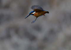 いつもの公園で　1／5❹