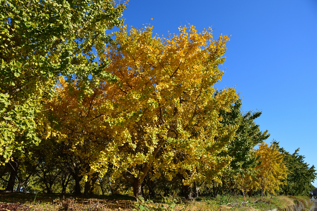 黄葉　１１/２３❶