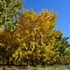 黄葉　１１/２３❶