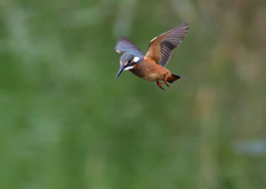 ホバリング　７/２８①