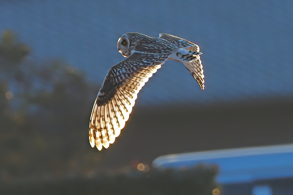 コミミズク　１/１６❼