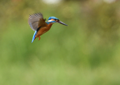 ホバ　４/１９❹