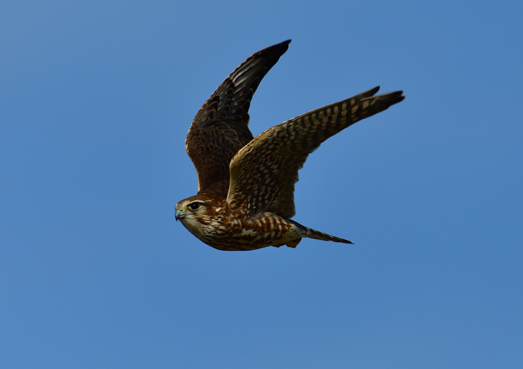 メスのコチョウゲンボ　１１/２５❷