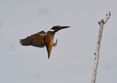 若鳥止まり木へ　７/９❷