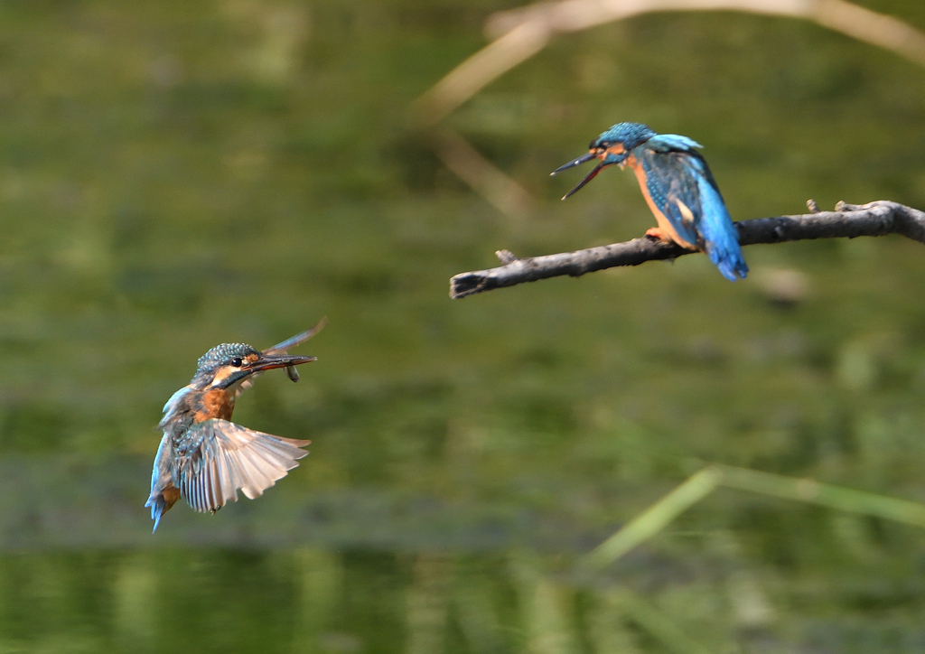 2羽のカワセミ　９/１０❶