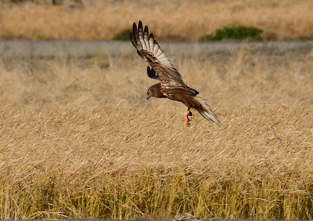 チュウヒ　１２/１８❶