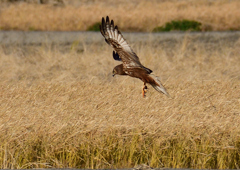 チュウヒ　１２/１８❶