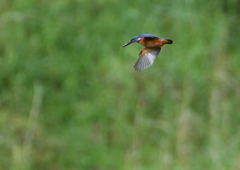 ホバ　５/２０❾