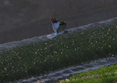 _190301_165557 DSC_3211