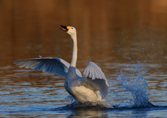 コハクチョウ　１/２０❷