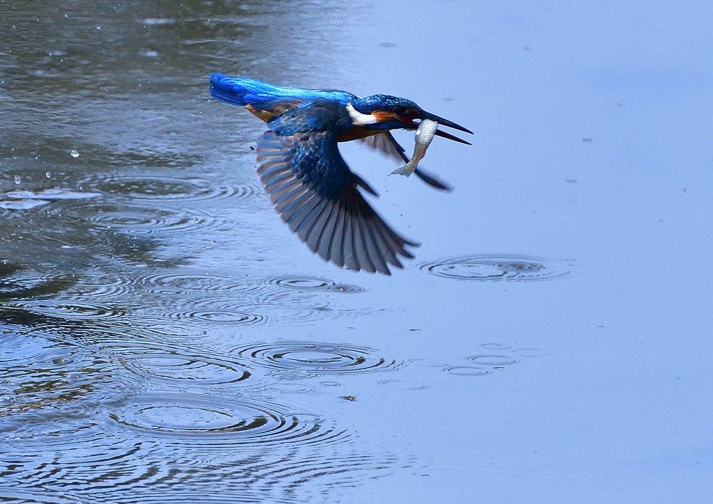 魚を・・・・　５/２❺