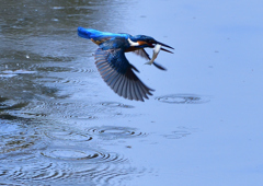 魚を・・・・　５/２❺