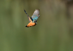 今日のカワセミ　６/１７❶