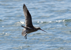 オオソリハシシギ　❷