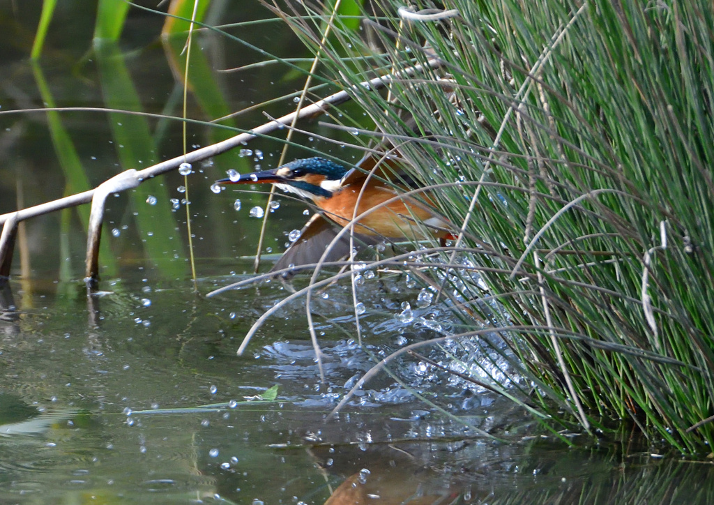 ダイブ　１２/１５❸