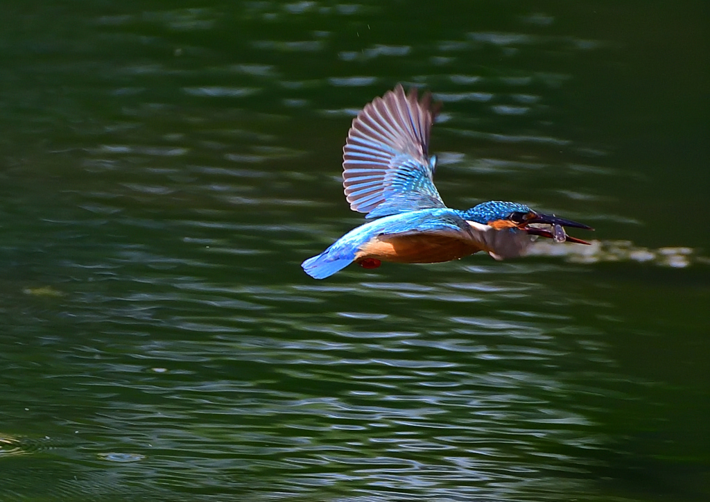 いつもの公園　６/５❼