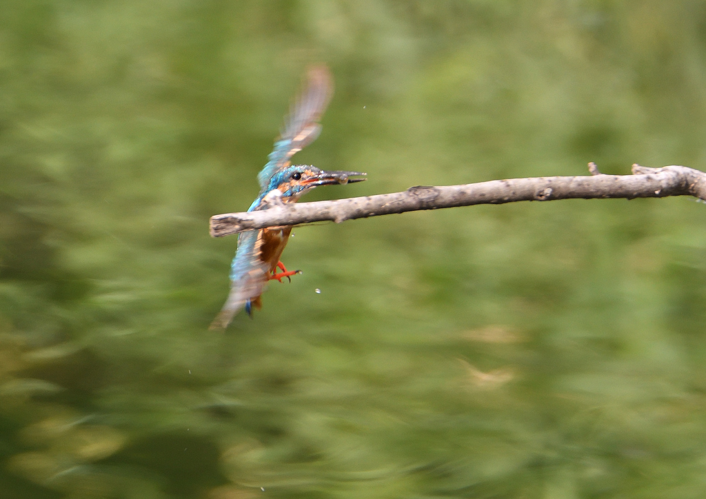止まり木へ　７/２３❷