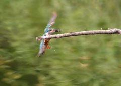 止まり木へ　７/２３❷