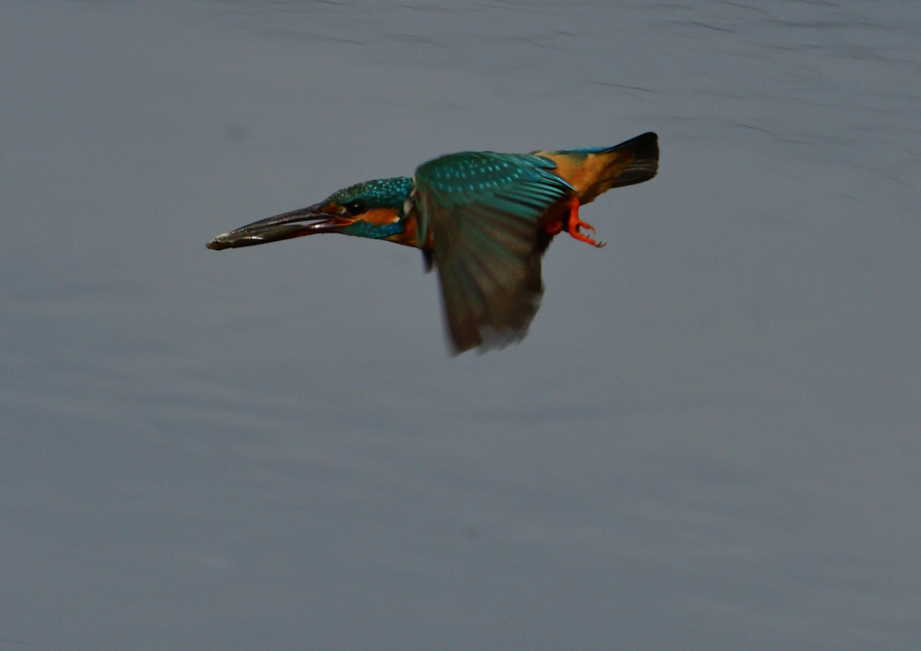 魚を・・・・・・　５/１５❺