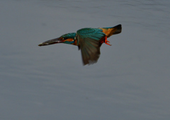 魚を・・・・・・　５/１５❺